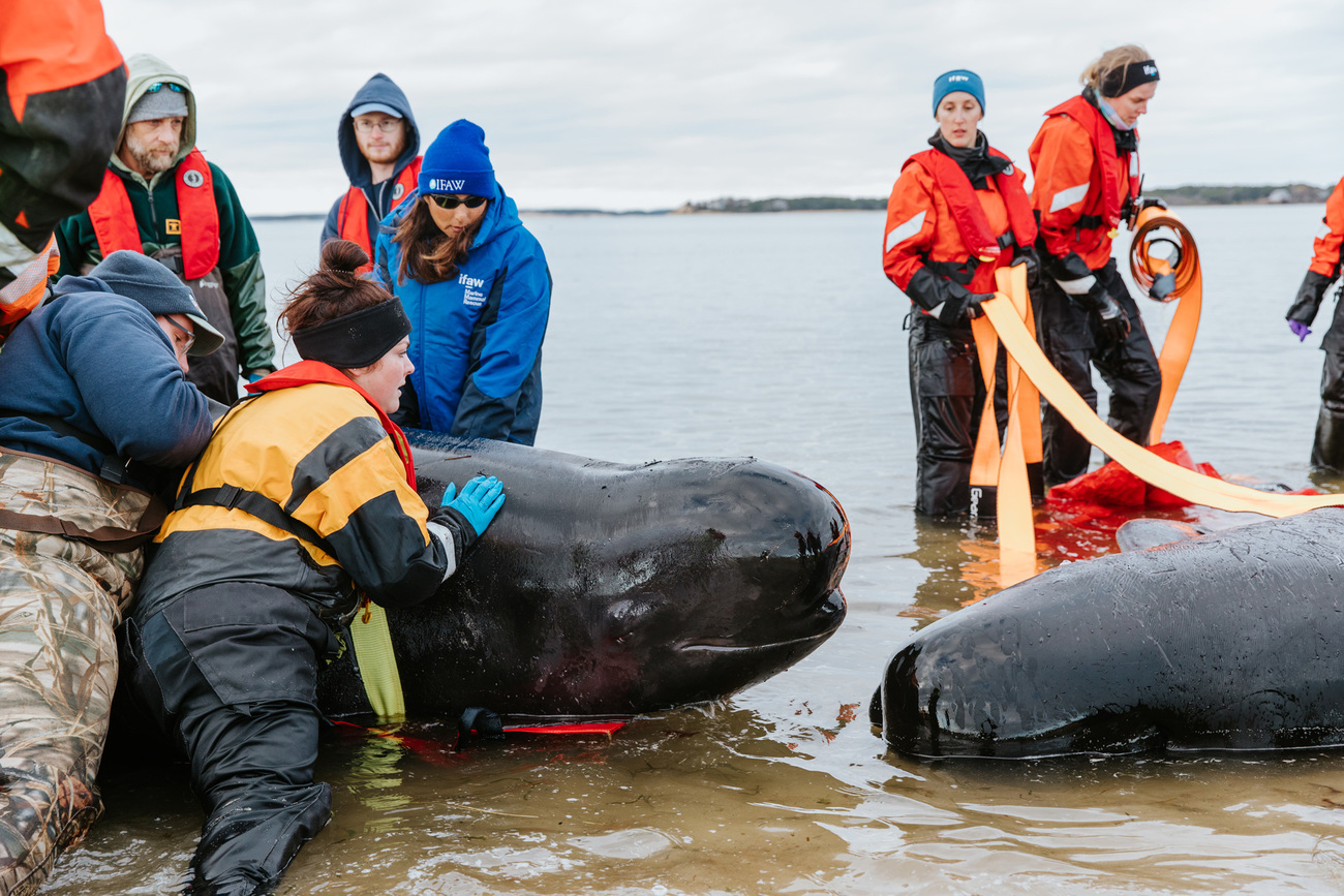 IFAW staff and volunteers support a pilot whale during refloating, as a second whale is prepared to be righted.