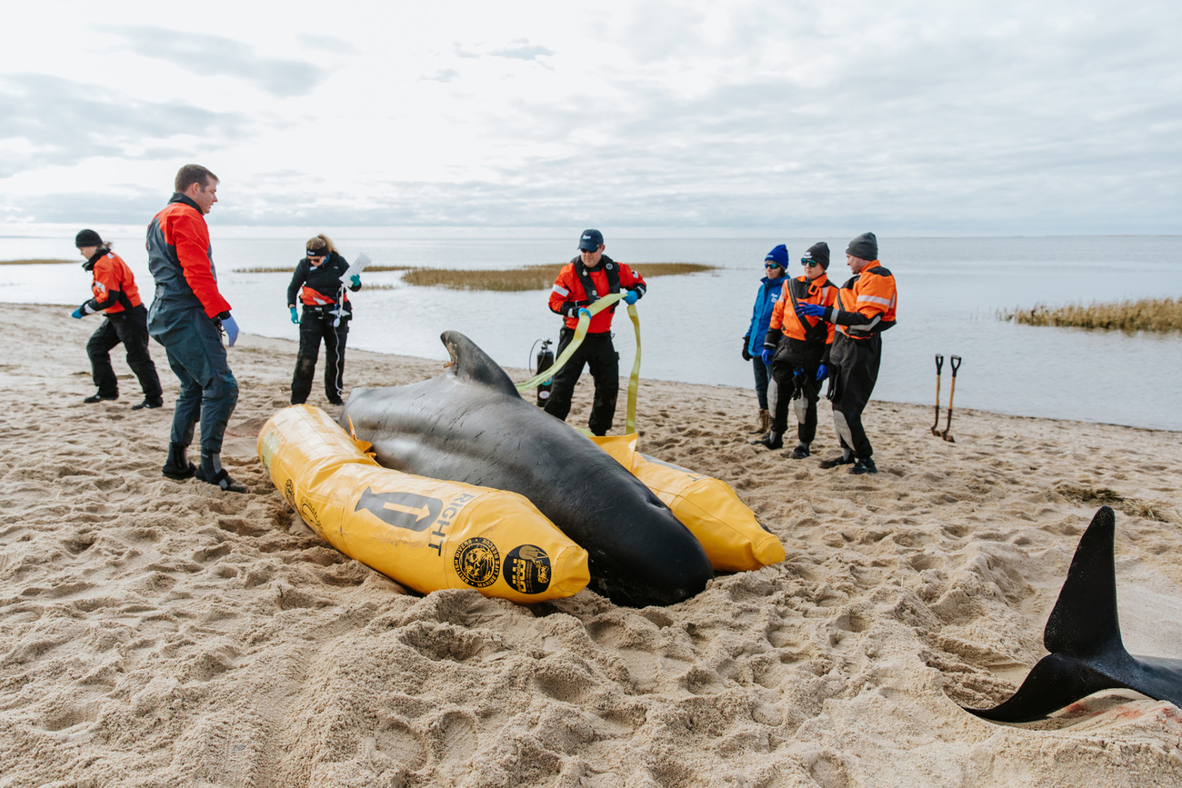 A pilot whale is positioned on an inflatable pontoon to help it return to the water as high tide approaches.