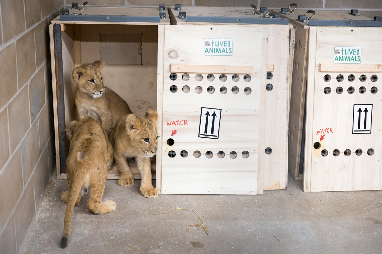 Three lion cubs emerge from their transport crate