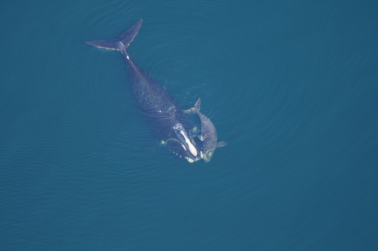 Right Whale and calf.