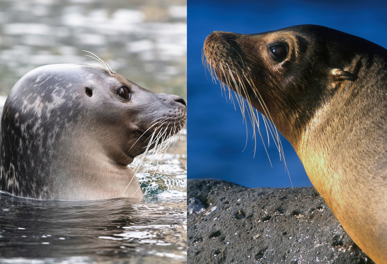 What's the Difference Between a Seal and Sea Lion?