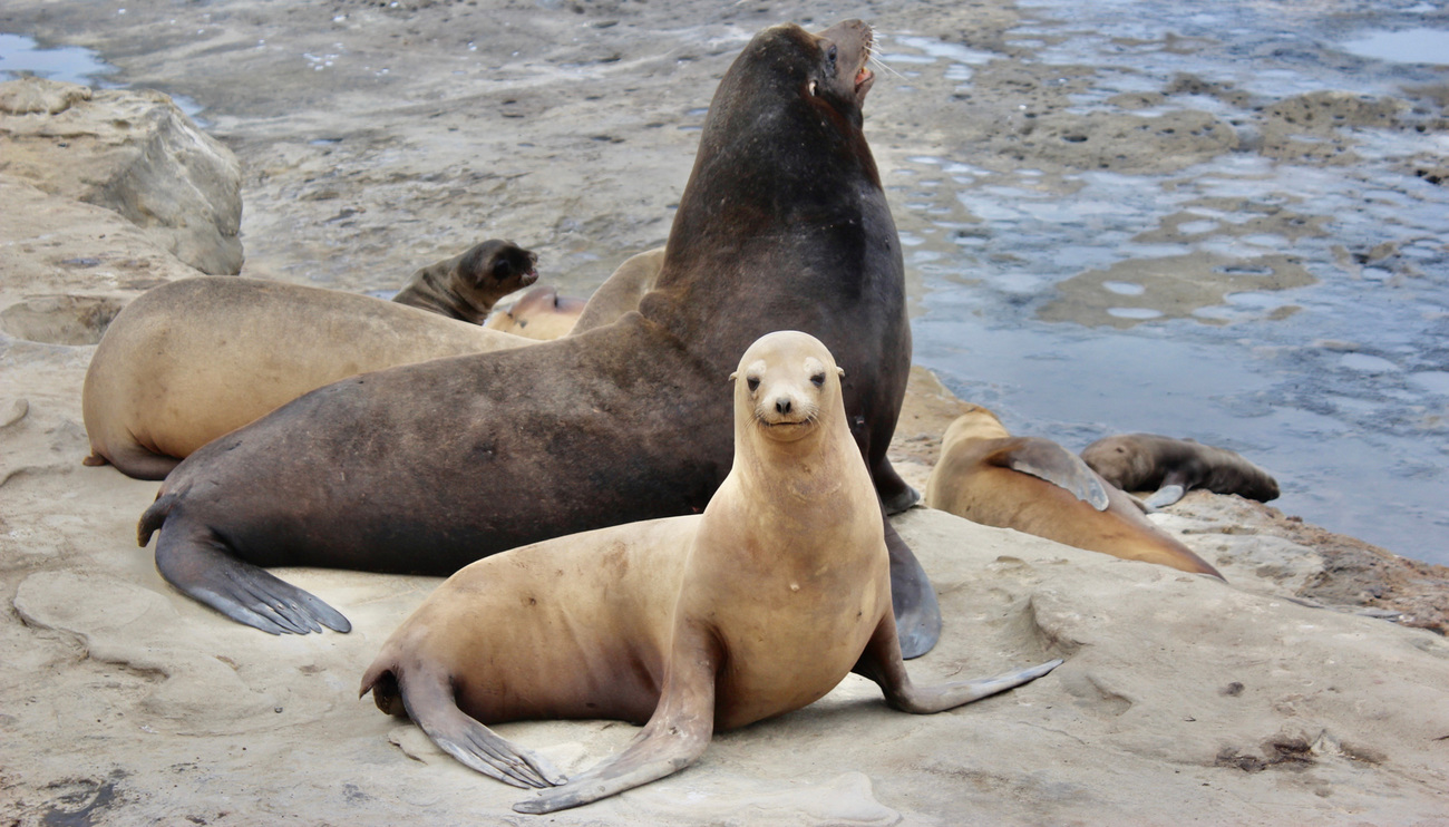 Sea lions in La Jolla, California.