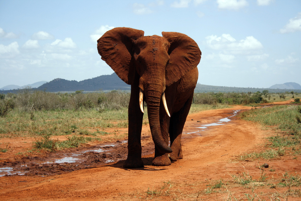 Een olifant loopt langs een weg in Tsavo East National Park, Kenia.