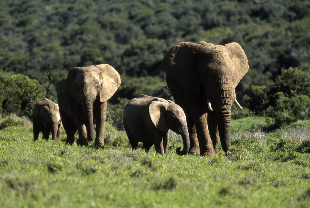 Olifantenfamilie in Addo Elephant National Park, Zuid-Afrika.