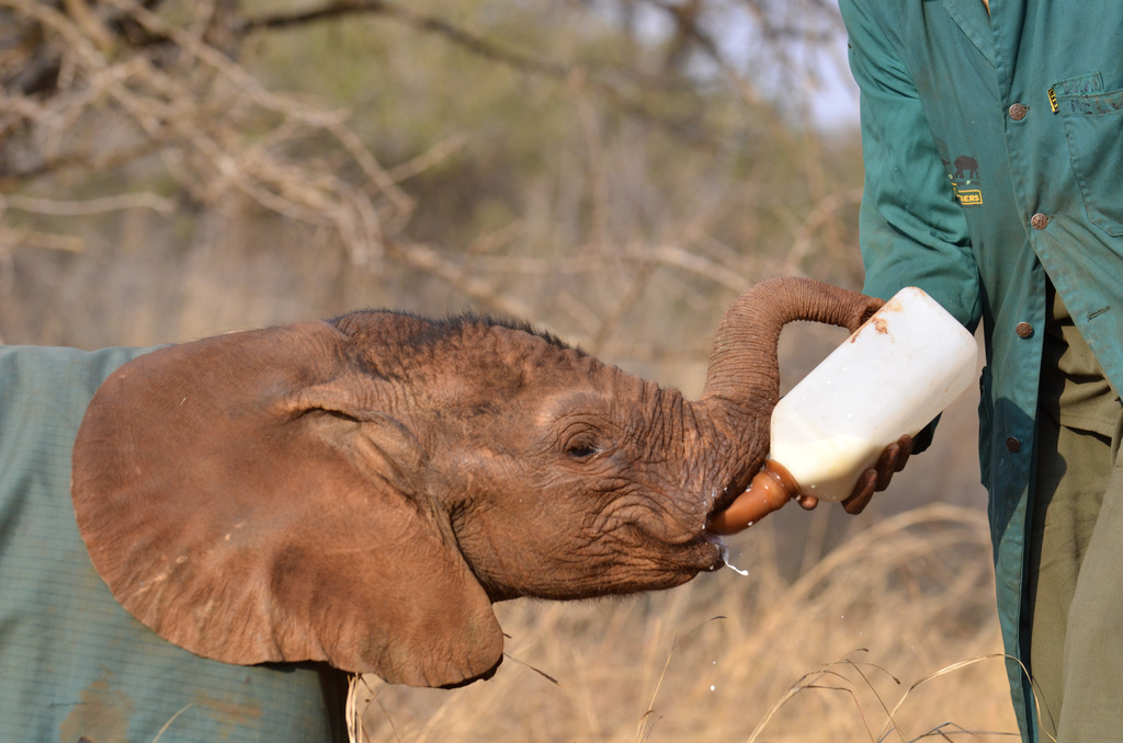 Verweesde olifantenkalf in het door IFAW ondersteunde Game Rangers International's Elephant Orphanage