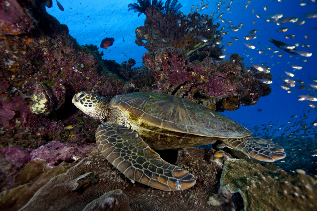 Zeeschildpad zwemt onder water door het Great Barrier Reef, Queensland, Australië.