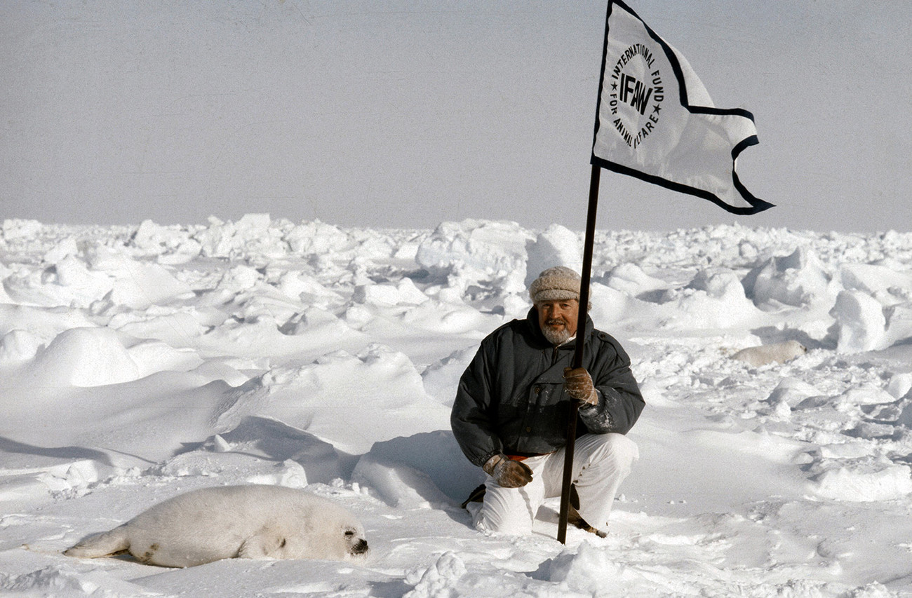 Brian Davies waving an IFAW flag on the ice with a harp seal pup near.