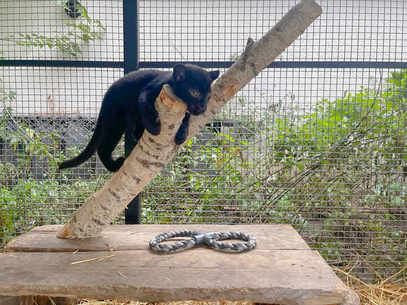 Das aus der Ukraine gerettete Leopardenjunge Kiara in einem Freigehege. 