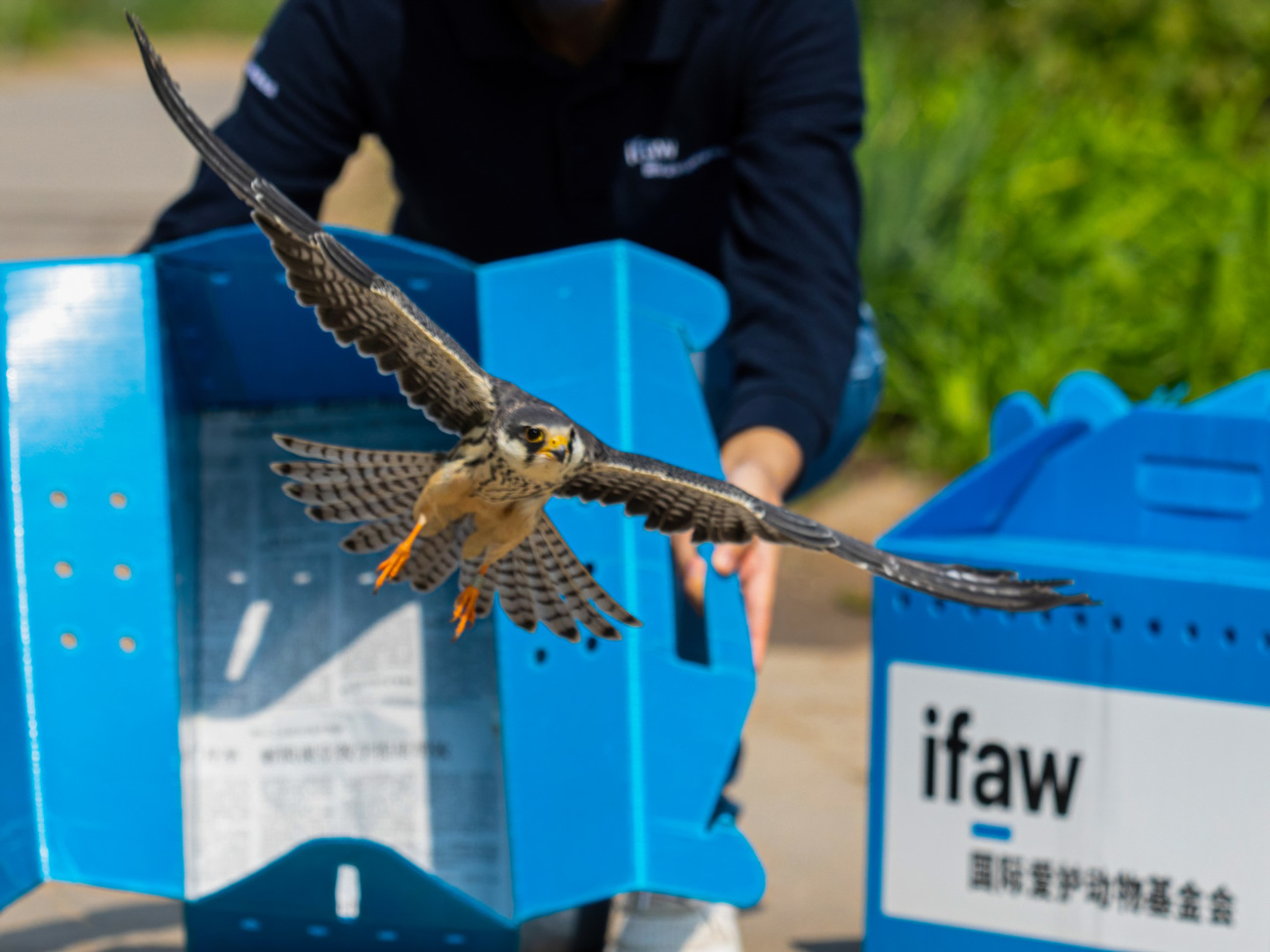 IFAW BRRC rehabilitator releases a recovered Amur falcon back to the wild.