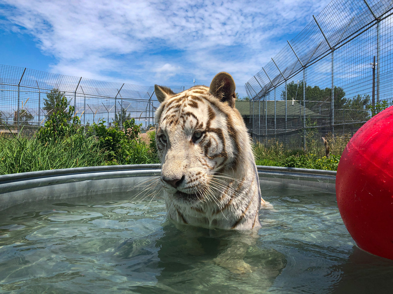 Thor Jr. was een van de tientallen grote katachtigen die werden gered uit het Oklahoma Tiger King Parker vervolgens is onder gebracht in de Wildcat Sanctuary waar hij nu de juiste verzorging krijgt.