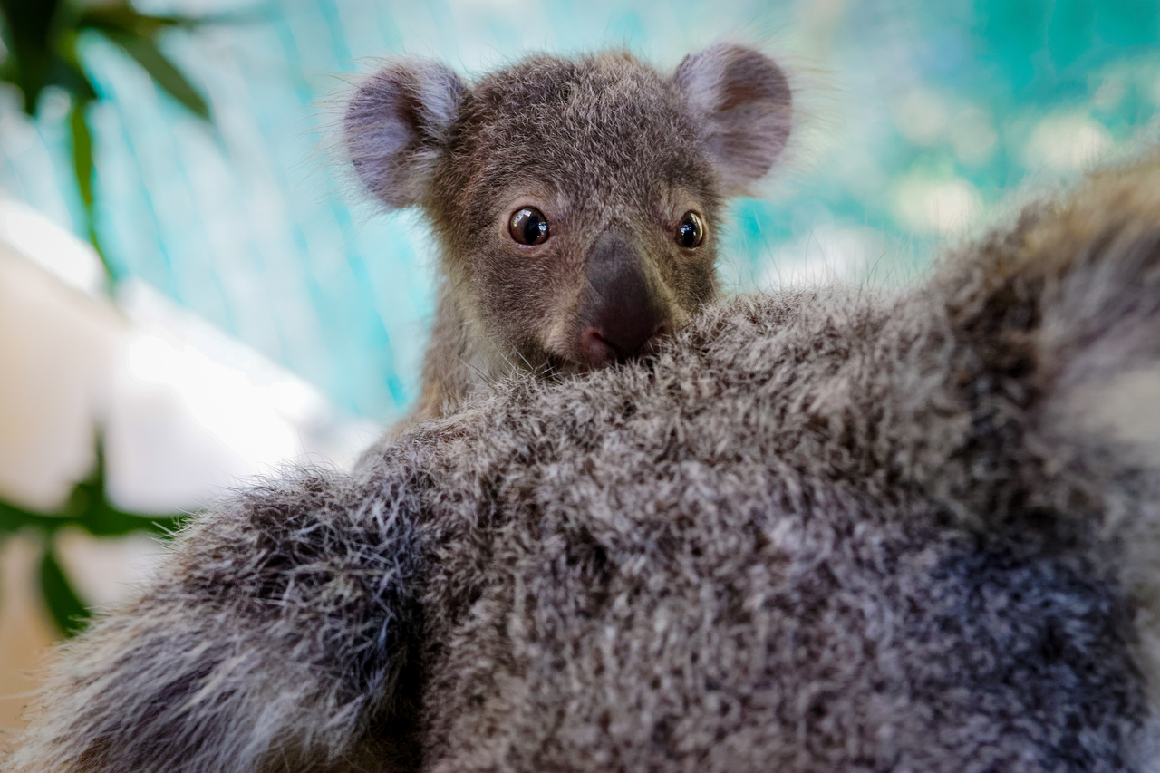 Pasen Groenteboer Aan boord alles wat je moet weten over de baby koala