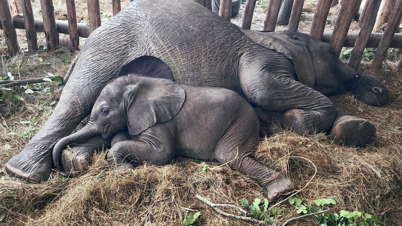 A young elephant rests in a stable with another elephant