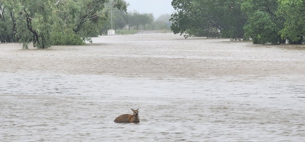  secours d'urgence pour la faune touchée par les inondations en Australie