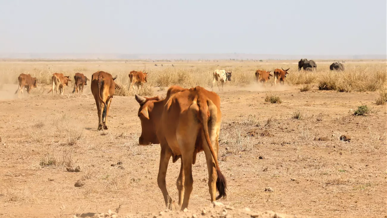Livestock and elephants looking for pasture.