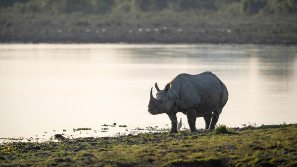 zero Indian rhinos poached for the first time in 45 years