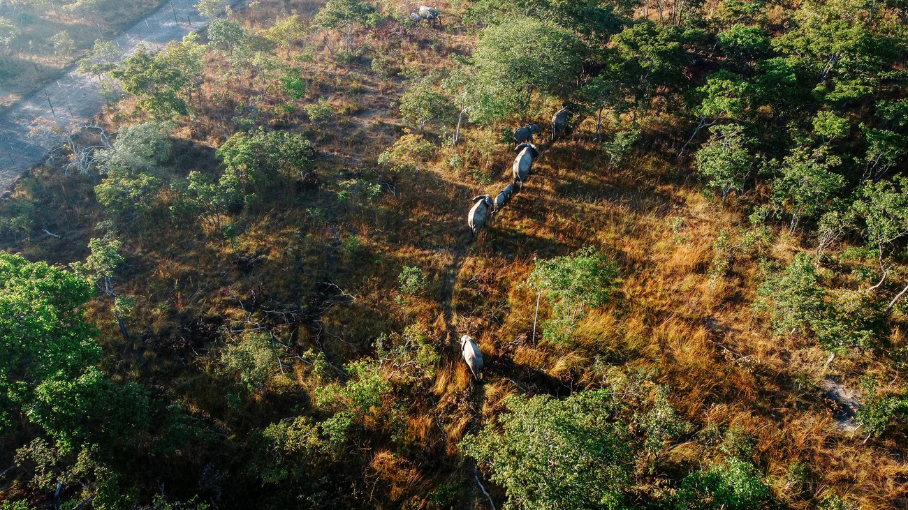 Des éléphants juste après leur remsie en liberté dans le parc national de Kasungu.