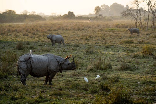 Indien: Erstmals seit 45 Jahren keine Nashörner gewildert