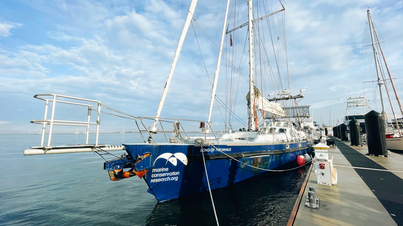 Forschungsschiff "Song of the Whale" angedockt