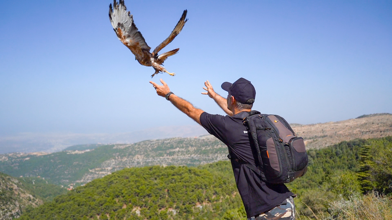 Releasing a long-legged buzzard into Ehden Nature Reserve, Lebanon.