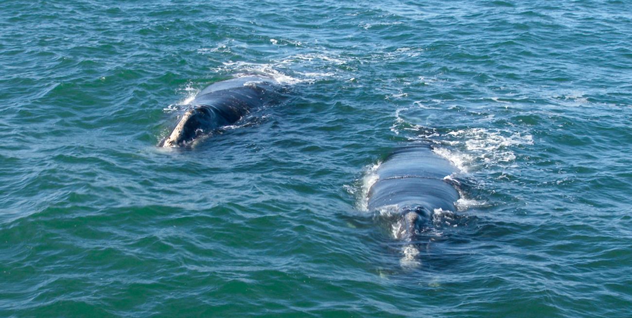 Two North Atlantic right whales seen from the Song of the Whale.