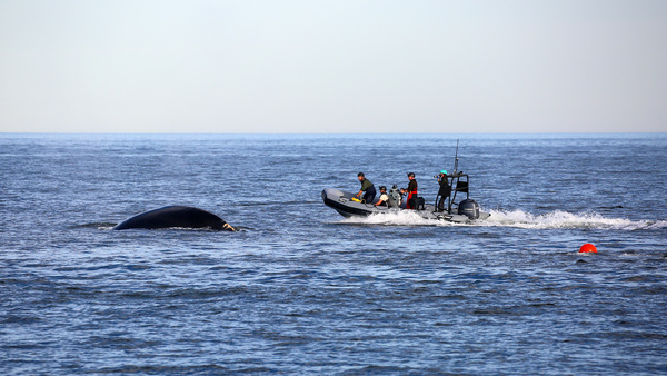 responders disentangle a North Atlantic right whale off the coast of Georgia
