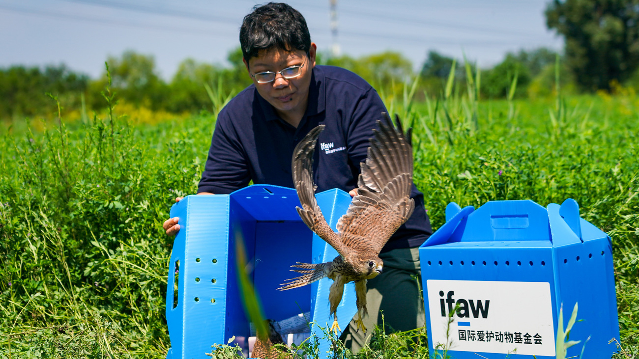 Release of a rehabilitated common kestrel