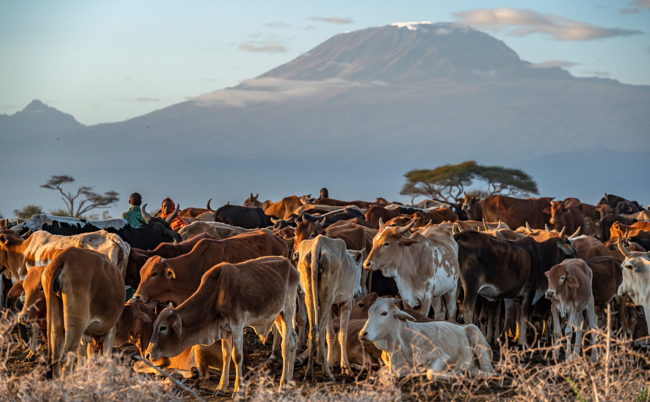 Maasai community members with cattle, Amboseli, Kenya.