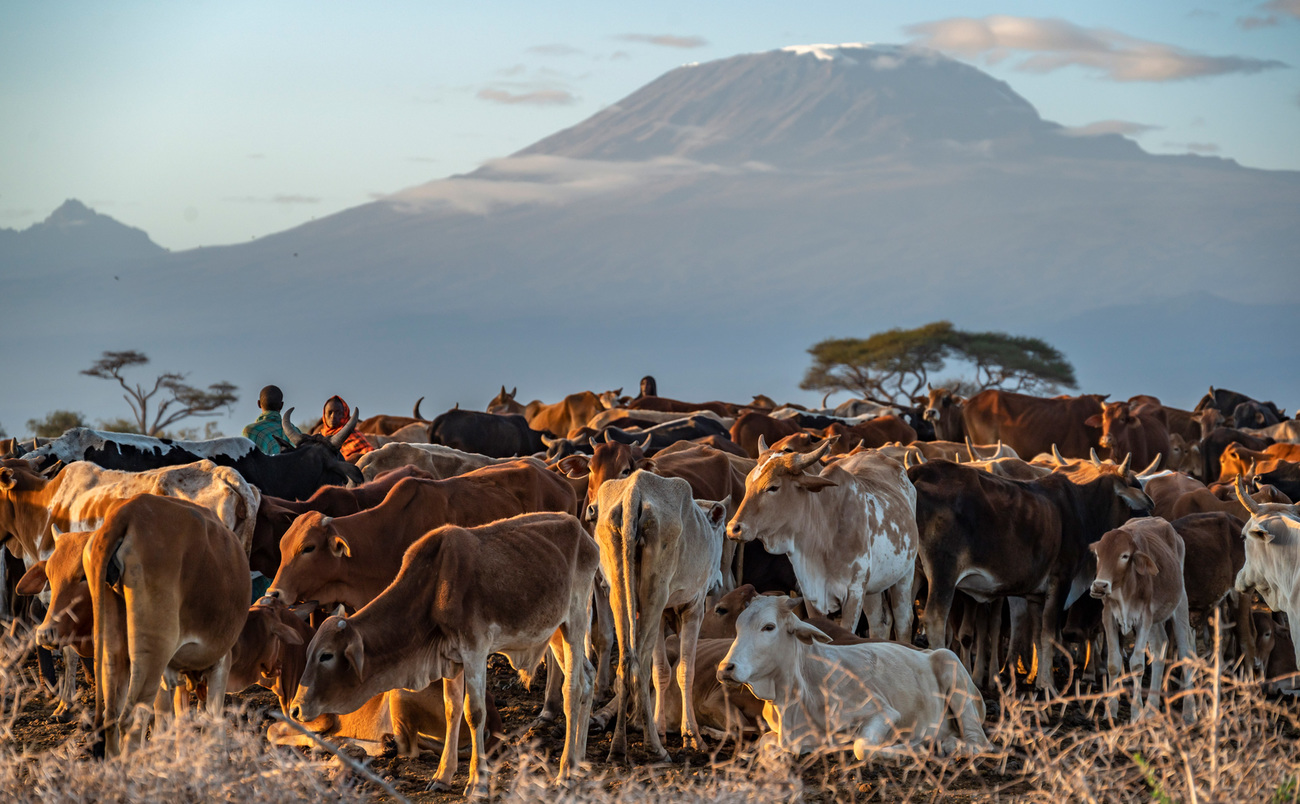 Membres de la communauté Maasai avec du bétail, Amboseli, Kenya.