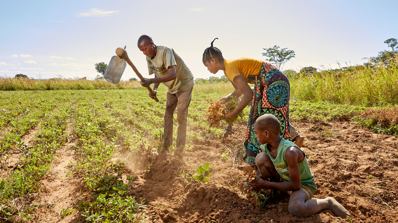 Farmers loosen the soil with a hoe in Zambia.