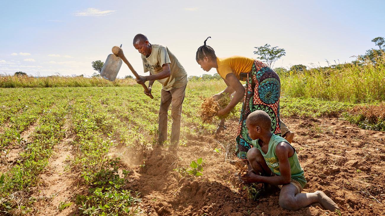 Elita Mwale und ihr Mann Sauti verkaufen ihre Ernte an COMACO, Chikomeni, Sambia.