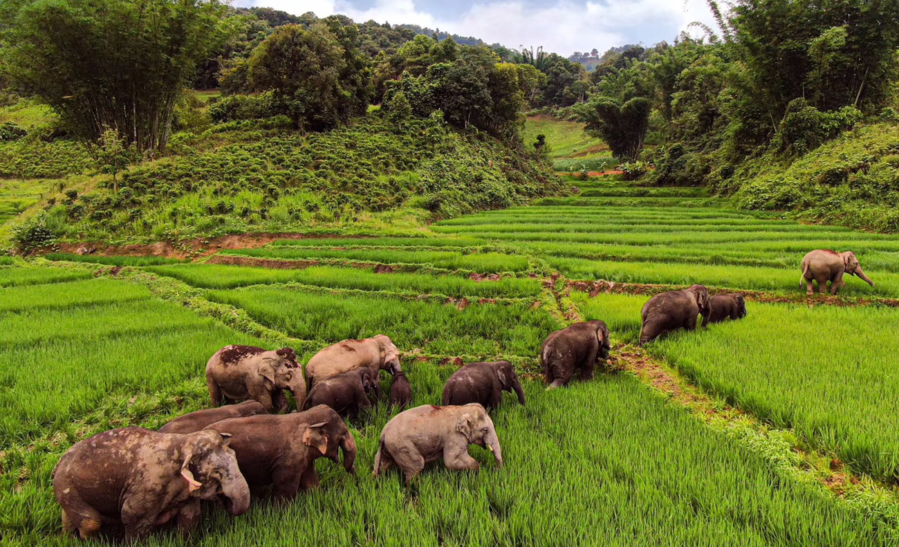 Een kudde Aziatische olifanten die door een veld wandelt in de autonome prefectuur Xishuangbanna Dai, provincie Yunnan, China.