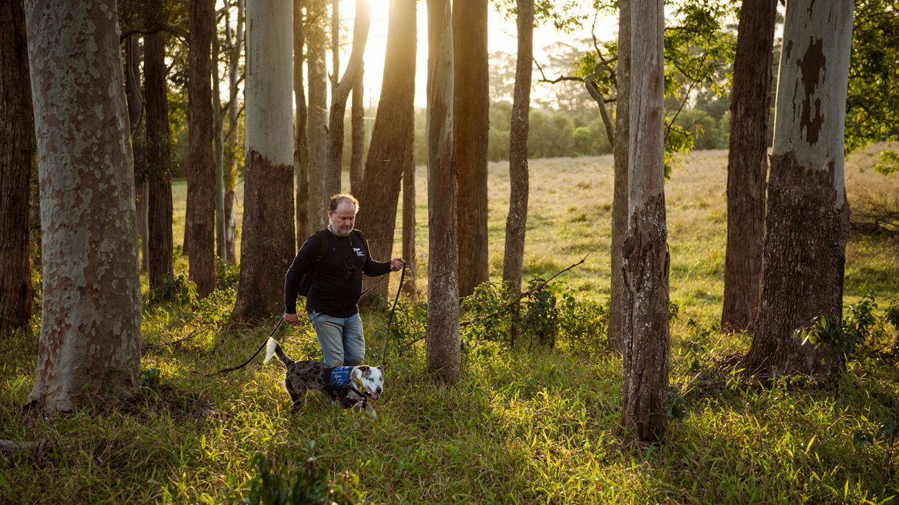 UniSC x IFAW highly-specialised koala detection dog, Bear, walks through the forest with handler