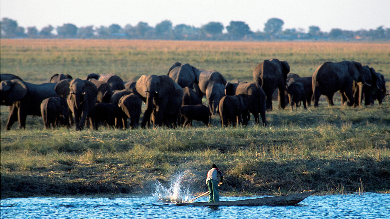 A herd of elephants grazing along a river bank