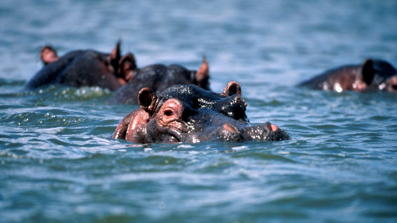 Four submerged hippos with just their heads above the water.