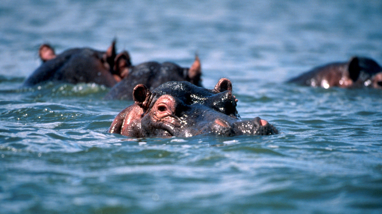 Vier ondergedoken nijlpaarden met alleen hun hoofd boven water.