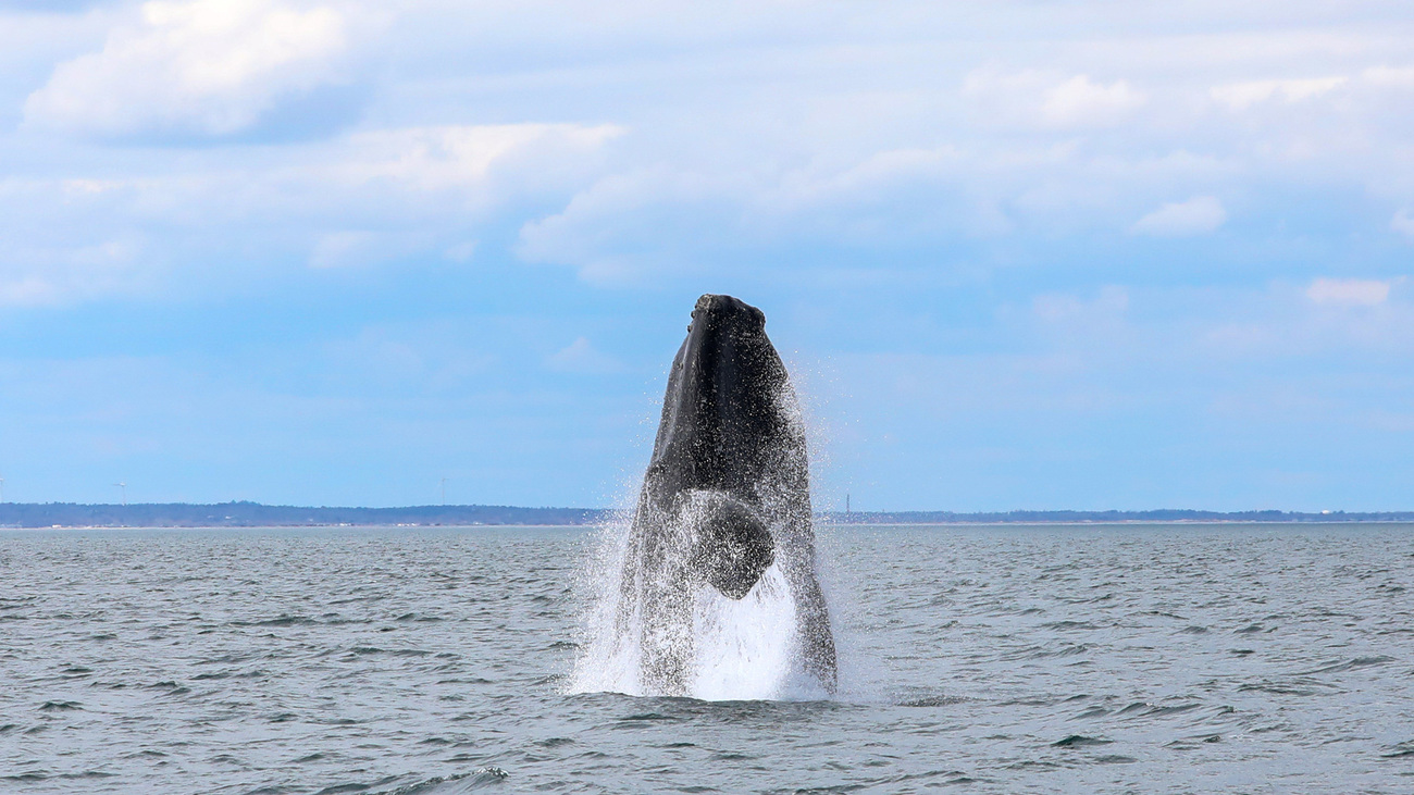 A North Atlantic right whale breaches.