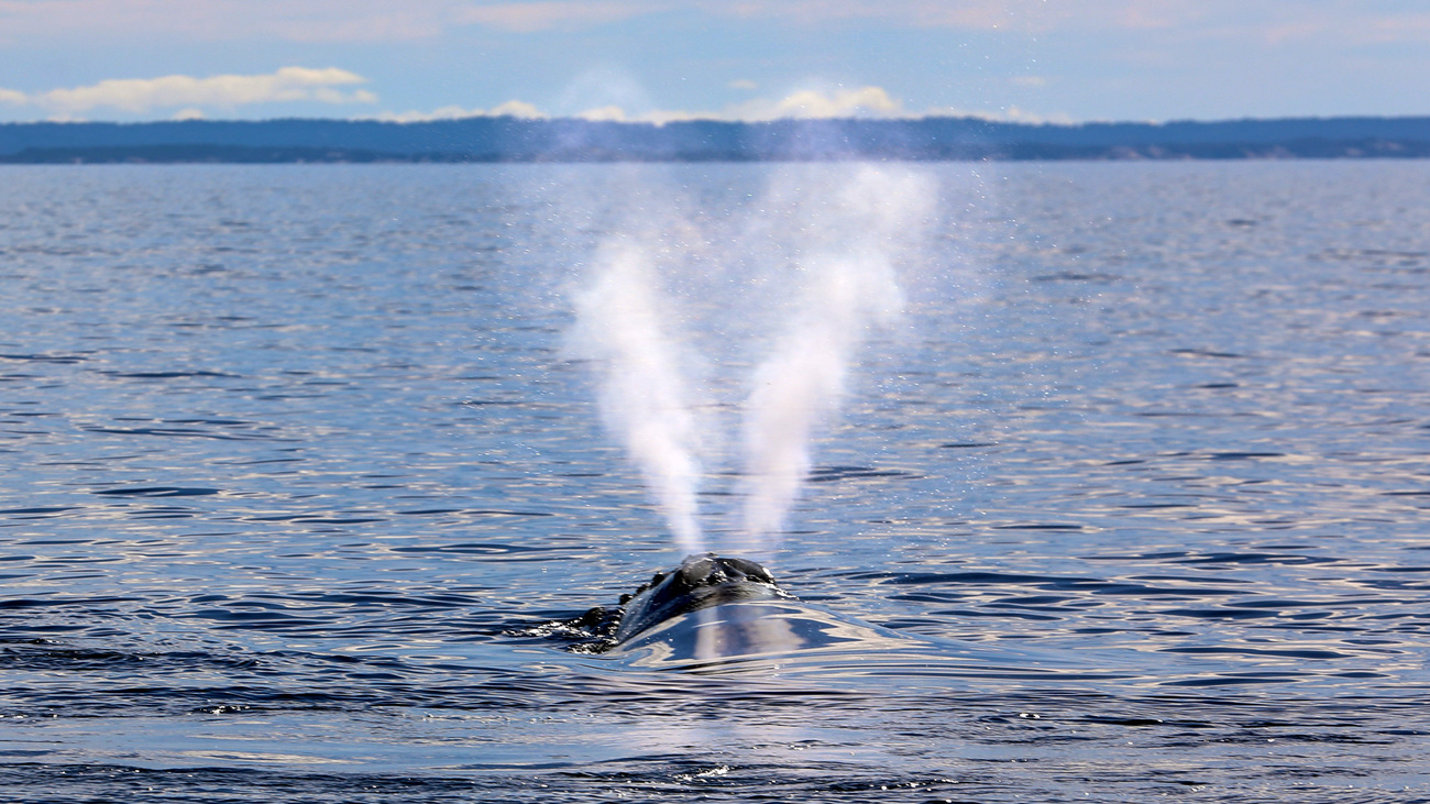 The distinct V-shaped exhalation of a North Atlantic right whale.