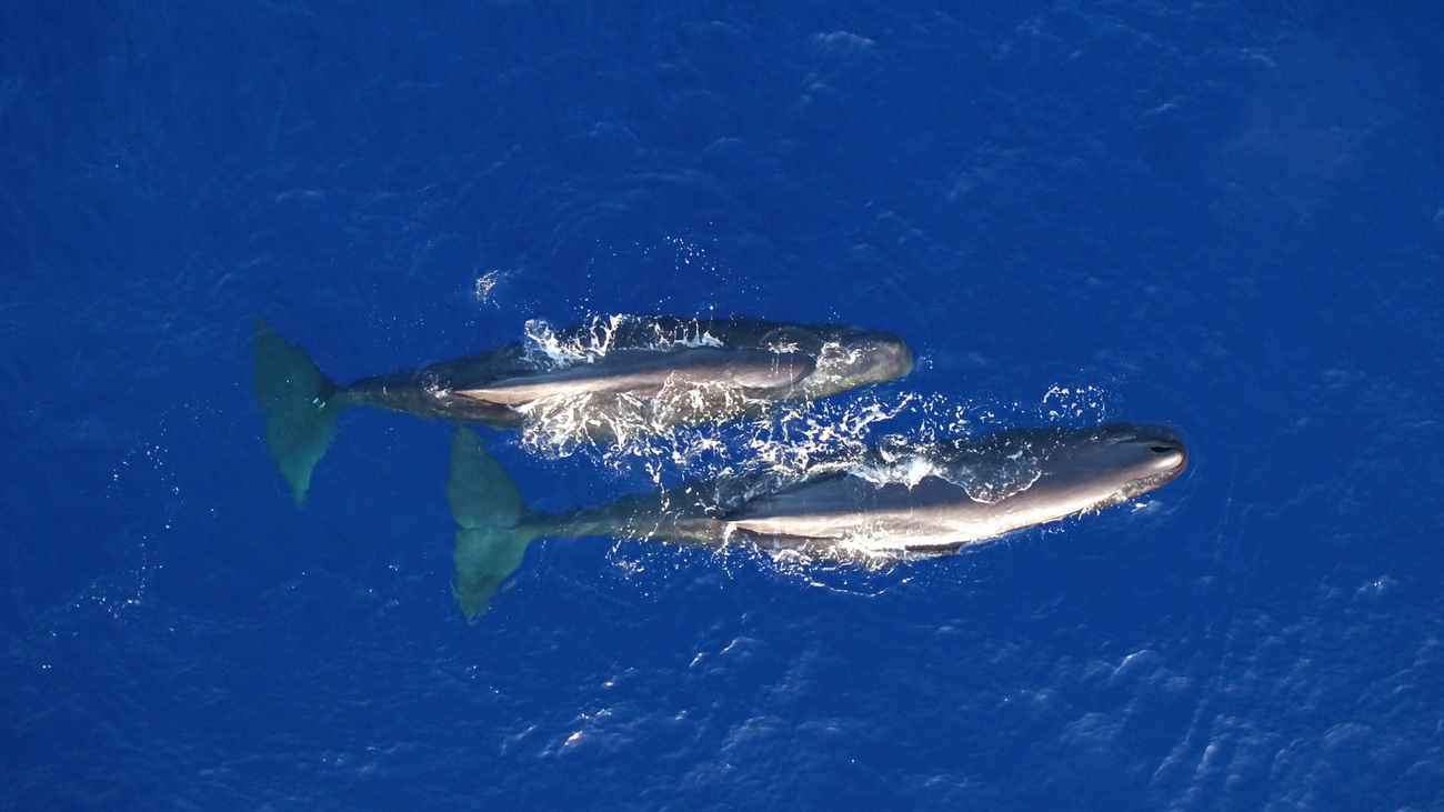 Two sub-adult male sperm whales