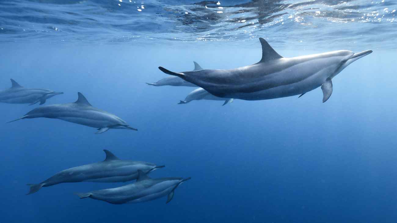 A pod of long-beaked common dolphins swimming in the ocean.