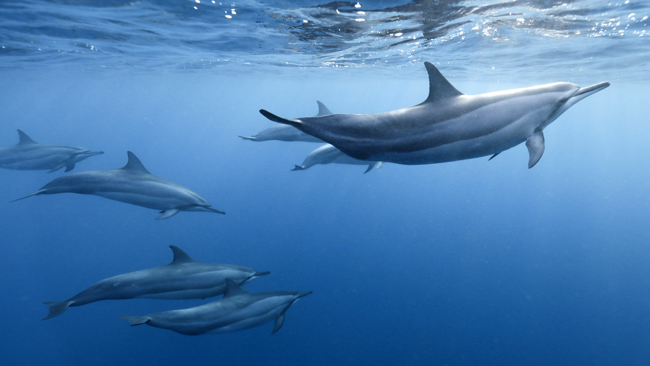 Un groupe de dauphins communs à long bec nageant dans l'océan.