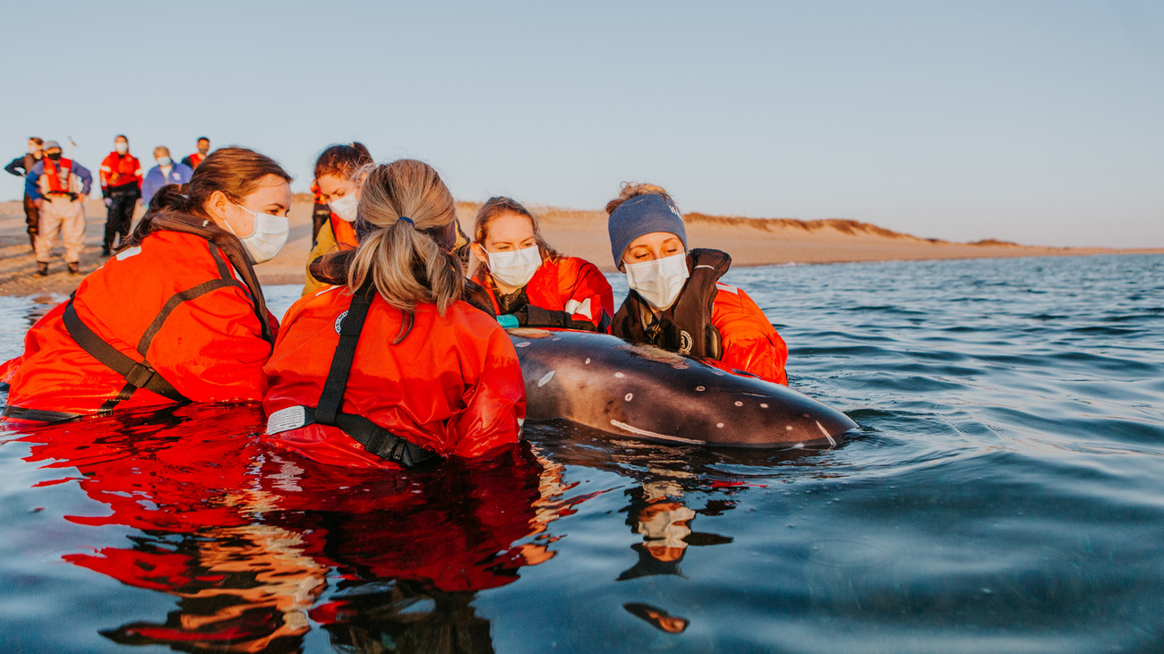 Responders release a stranded Risso’s dolphin back to the ocean