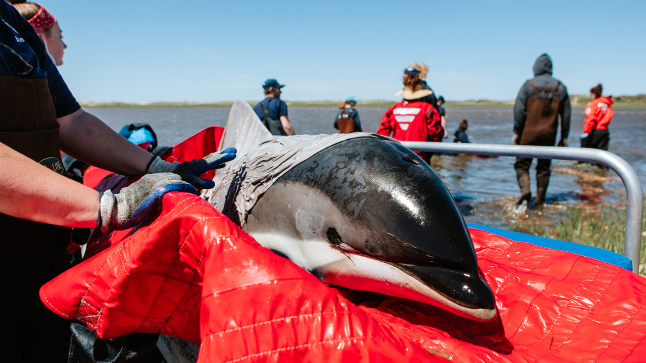 Recouvert d’un drap, un dauphin à flancs blancs de l’Atlantique est transporté vers la clinique mobile de sauvetage de dauphins d’IFAW.