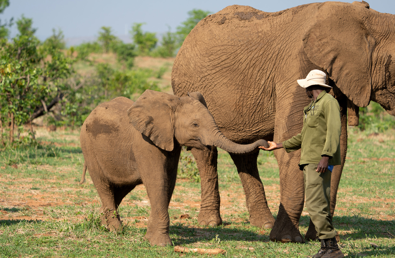 Elephant calf with older elephant and handler