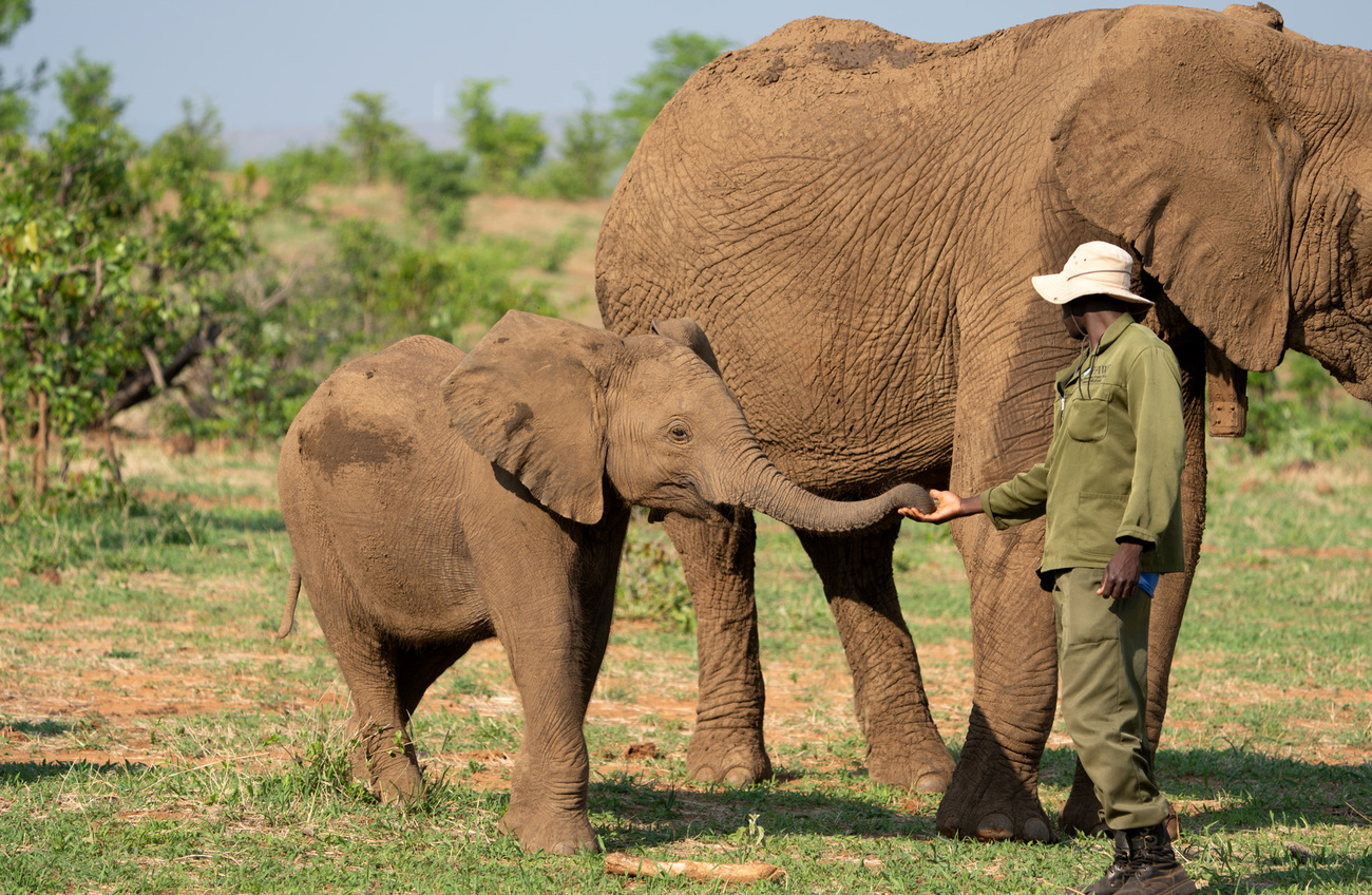 Un éléphanteau en compagnie d’un éléphant plus âgé et d’un soigneur