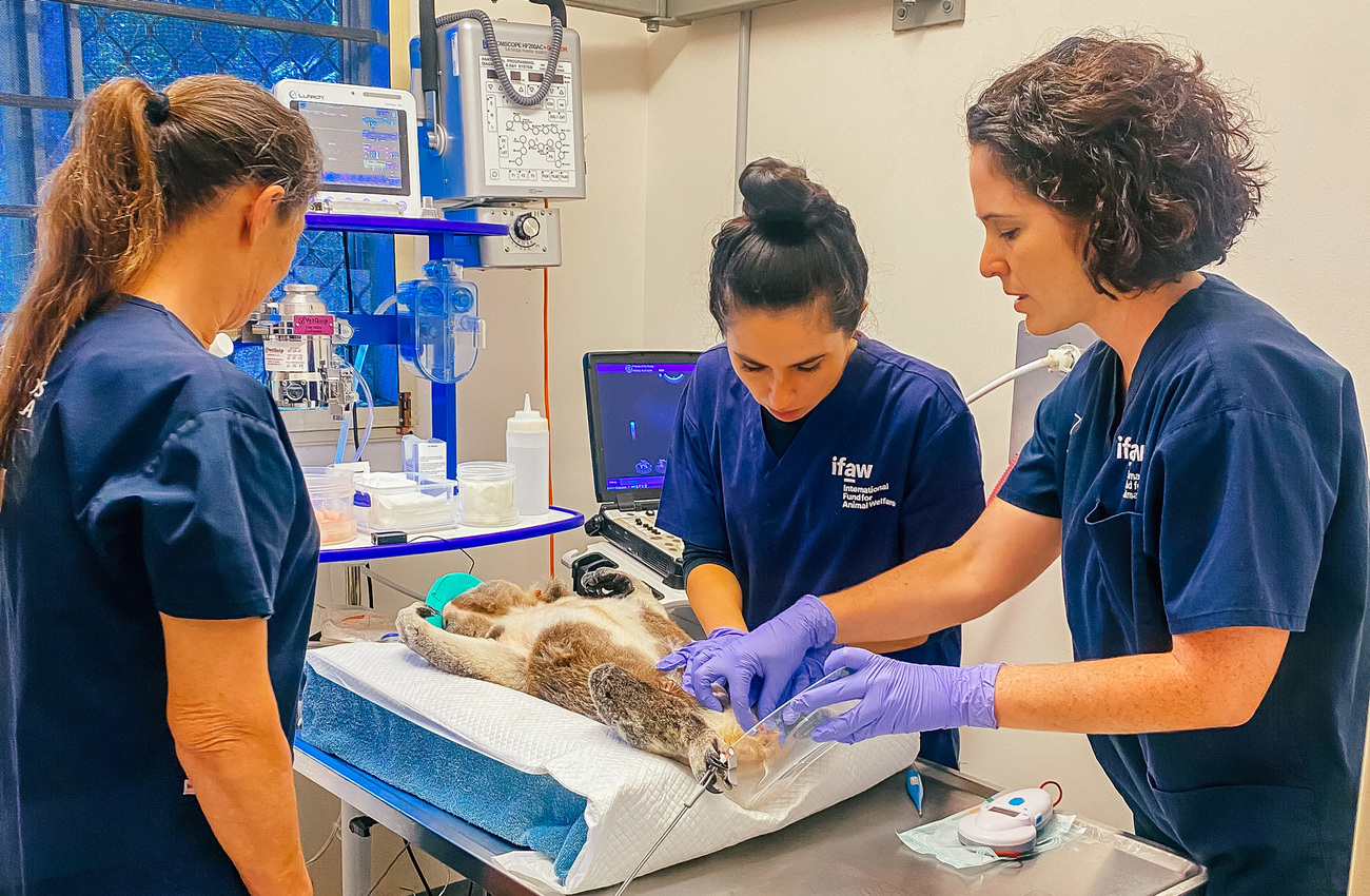 Les infirmières vétérinaires et la vétérinaire  effectuent un bilan de santé sur un koala sauvé