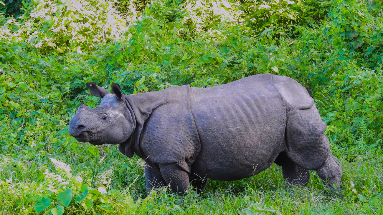 Gerehabiliteerde neushoorn Harmoti in Manas National Park, India.