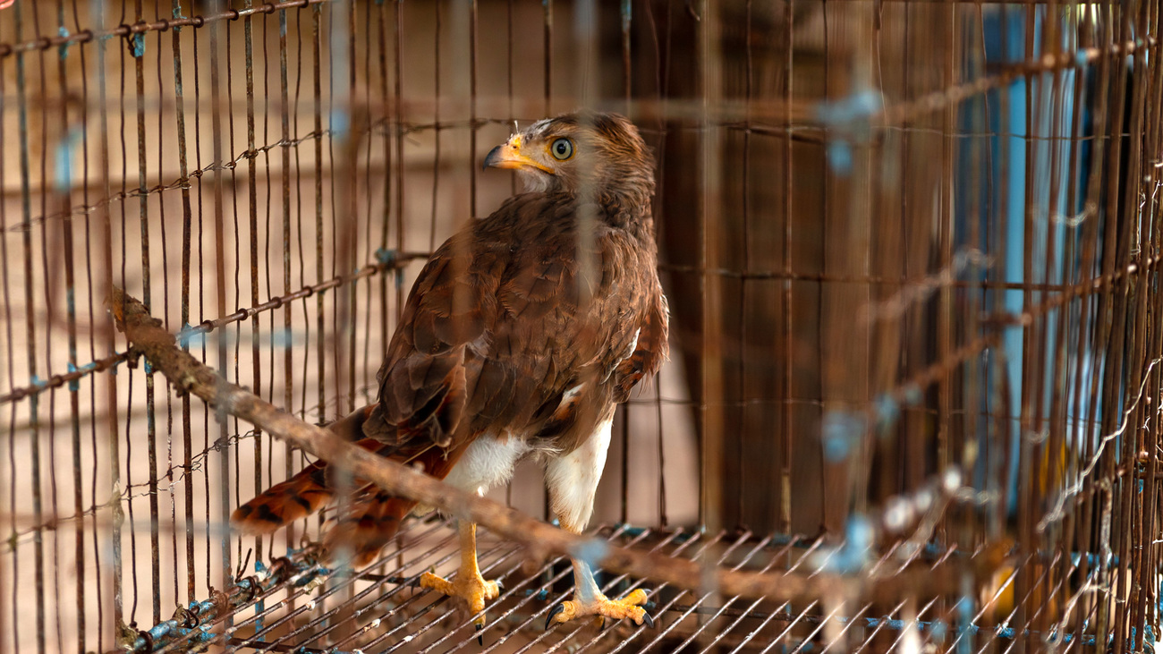 Close up and low light view of Accipiter or falcon inside of a steel cage