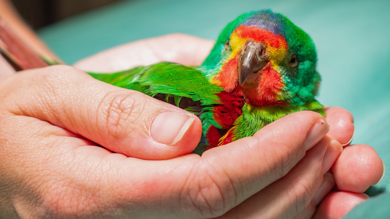 A critically endangered swift parrot