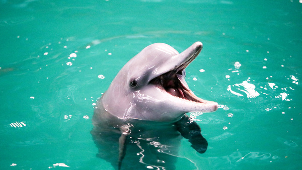 Bahrain releases endangered dolphins from illegal captivity