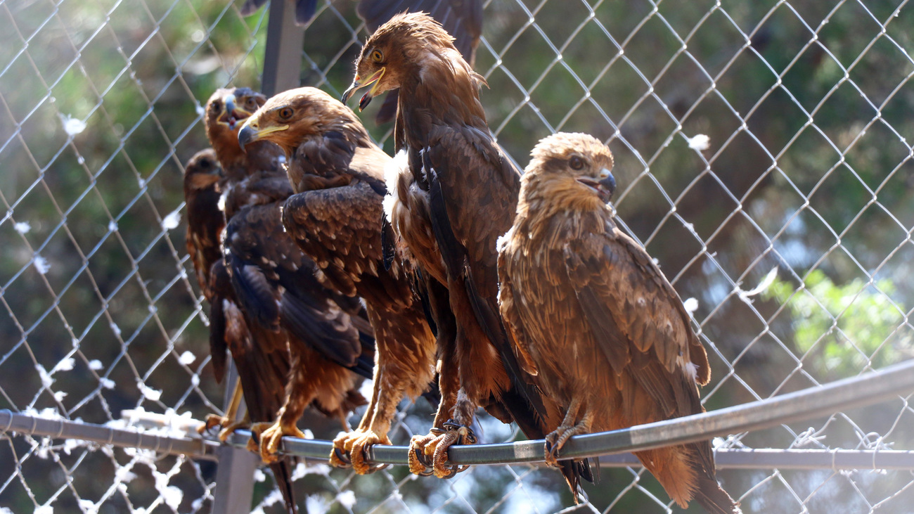 Rescued kites in care